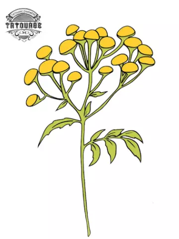 tatouage ephemere fleur immortelle corse Tatouage éphémère fleur immortelle corse
