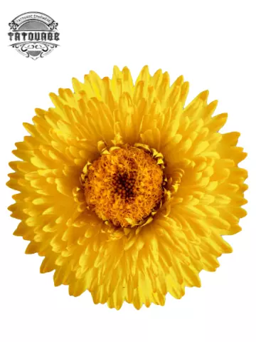 tatouage ephemere fleur immortelle Tatouage éphémère fleur immortelle