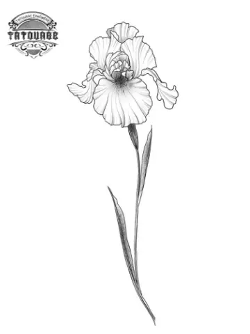Tatouage éphémère fleur iris