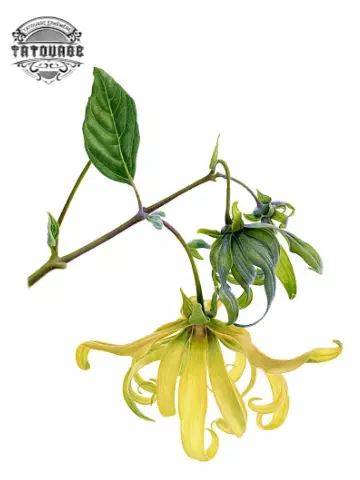 tatouage ephemere fleur ylang ylang Tatouage éphémère fleur ylang ylang