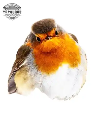 tatouage ephemere oiseau rouge gorge Tatouage éphémère oiseau rouge gorge
