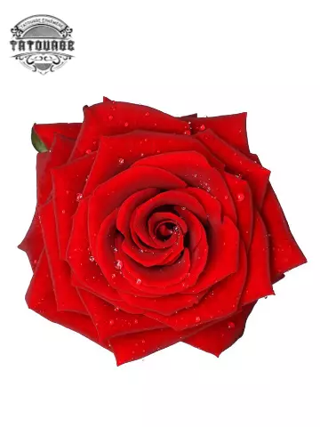 tatouage ephemere rose rouge en 3d Tatouage éphémère rose rouge en 3d