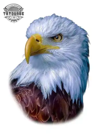 Tatouage éphémère aigle réaliste