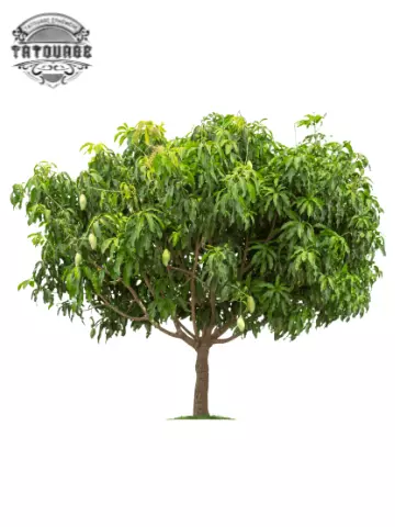 tatouage ephemere arbre realiste Tatouage éphémère arbre réaliste