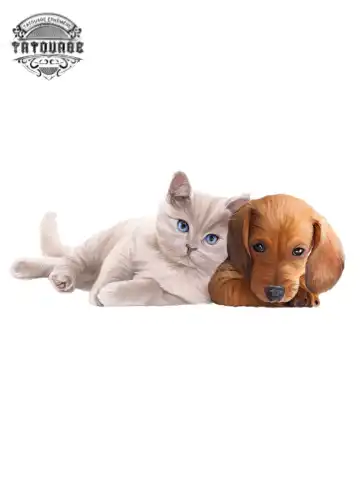tatouage ephemere chat chien Tatouage éphémère chat chien