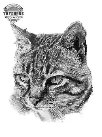 tatouage ephemere chat gris Tatouage éphémère chat gris
