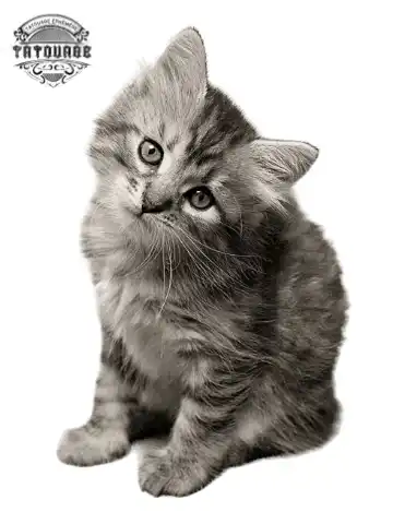 tatouage ephemere chat petit Tatouage éphémère chat petit