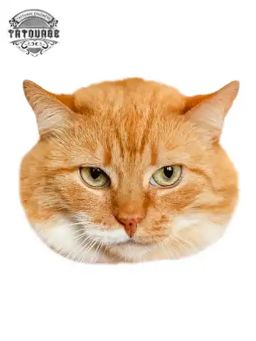 tatouage ephemere chat roux Tatouage éphémère chat roux