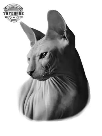 tatouage ephemere chat sans poil Tatouage éphémère chat sans poil