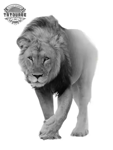 tatouage ephemere lion qui marche Tatouage éphémère lion qui marche