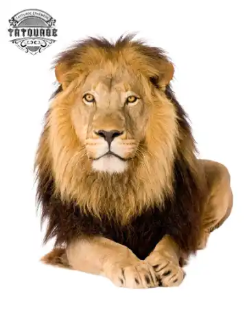 tatouage ephemere lion realiste Tatouage éphémère lion réaliste