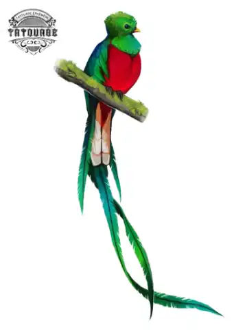 tatouage ephemere oiseau exotique Tatouage éphémère oiseau exotique