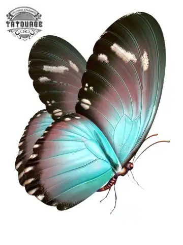 tatouage ephemere papillon bleu turquoise Tatouage éphémère papillon bleu turquoise
