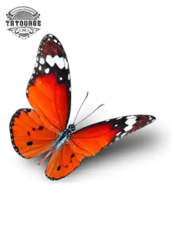 tatouage ephemere papillon orange Tatouage éphémère papillon orange