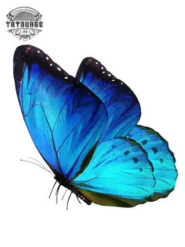 tatouage ephemere papillon realiste Tatouage éphémère papillon réaliste