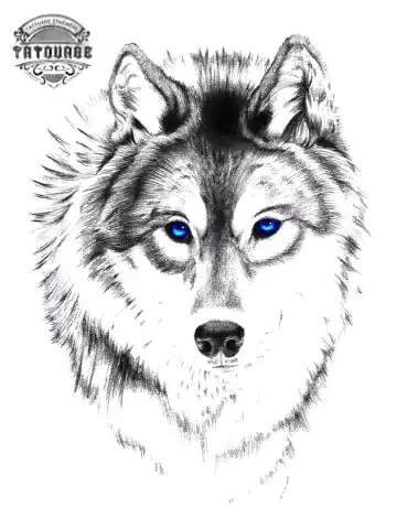 tatouage ephemere tete de loup yeux bleu Tatouage éphémère tête de loup yeux bleu