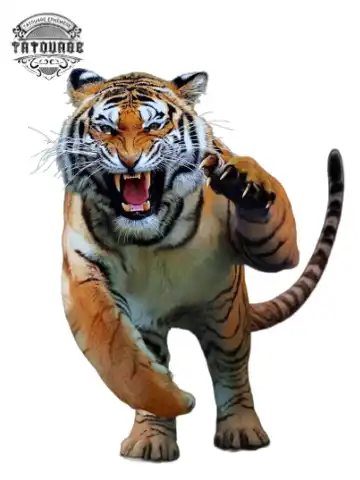 tatouage ephemere tigre agressif Tatouage éphémère tigre agressif