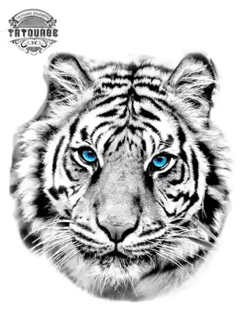 tatouage ephemere tigre blanc yeux bleu Tatouage éphémère tigre blanc yeux bleu