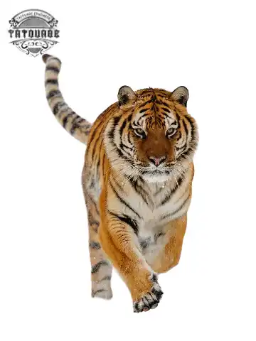 tatouage ephemere tigre entier Tatouage éphémère tigre entier