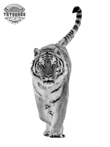 tatouage ephemere tigre noir et blanc Tatouage éphémère tigre noir et blanc