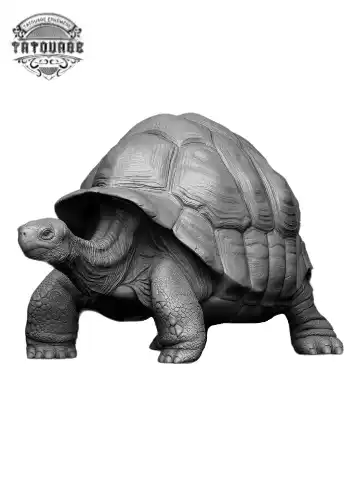 tatouage ephemere tortue de terre Tatouage éphémère tortue de terre