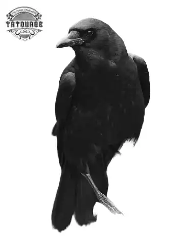 tatouage ephemere corbeau photo Tatouage éphémère corbeau photo