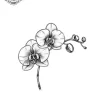 petit tatouage ephemere orchidee gros plan petit tatouage éphémère orchidée